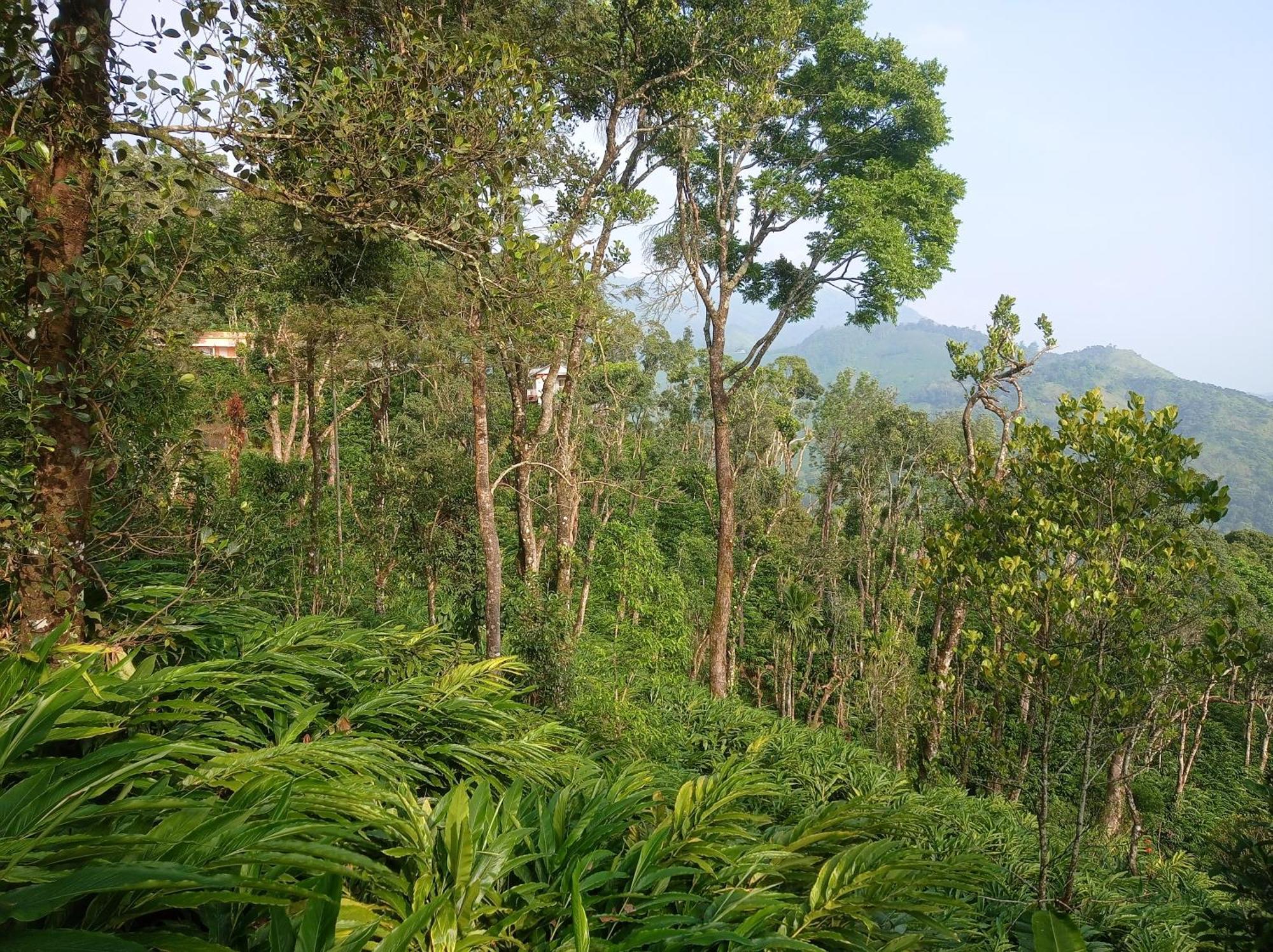 Munnar Home Stay Teadrops Plantation Villa Екстериор снимка