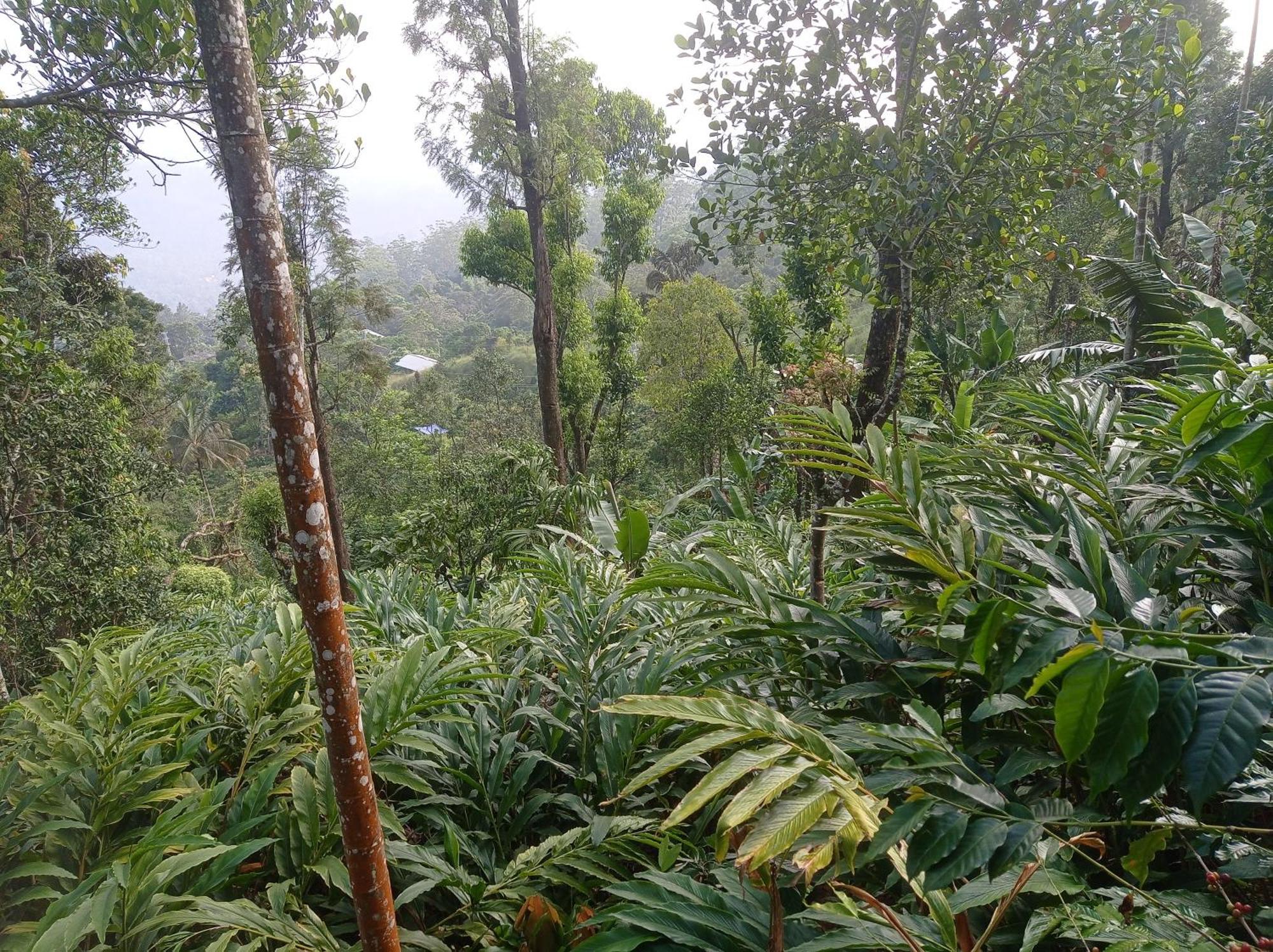 Munnar Home Stay Teadrops Plantation Villa Екстериор снимка