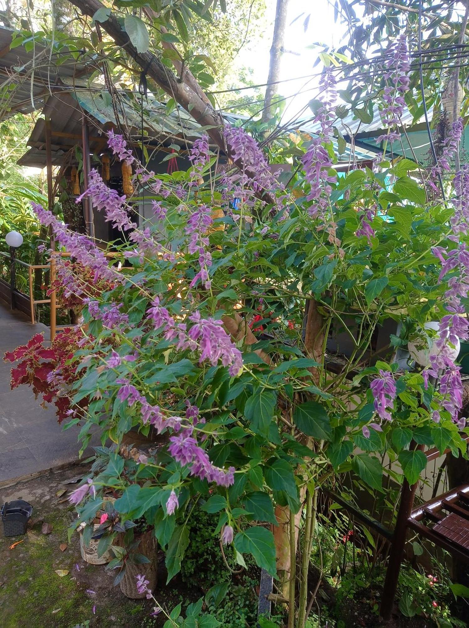 Munnar Home Stay Teadrops Plantation Villa Екстериор снимка