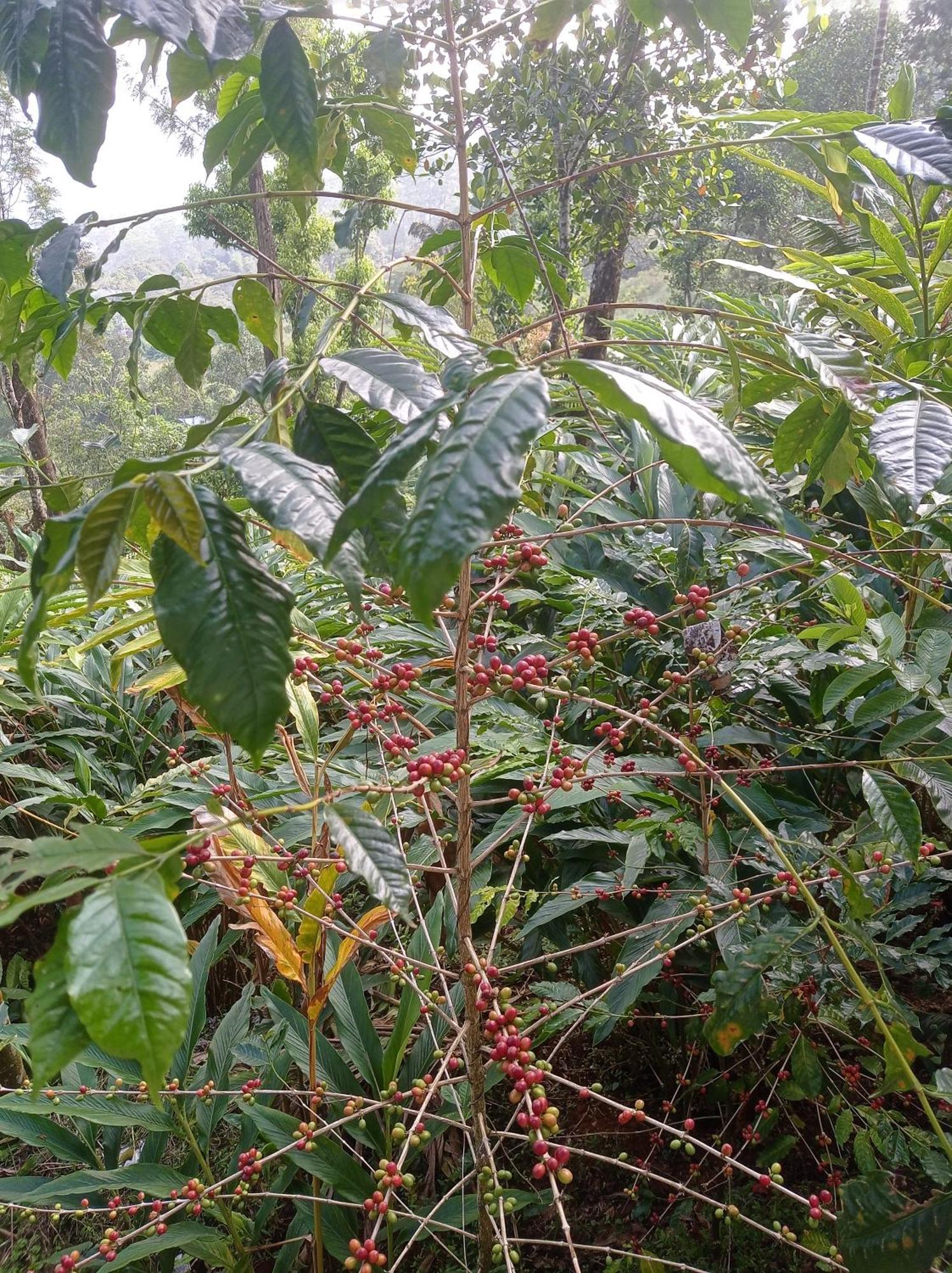 Munnar Home Stay Teadrops Plantation Villa Екстериор снимка