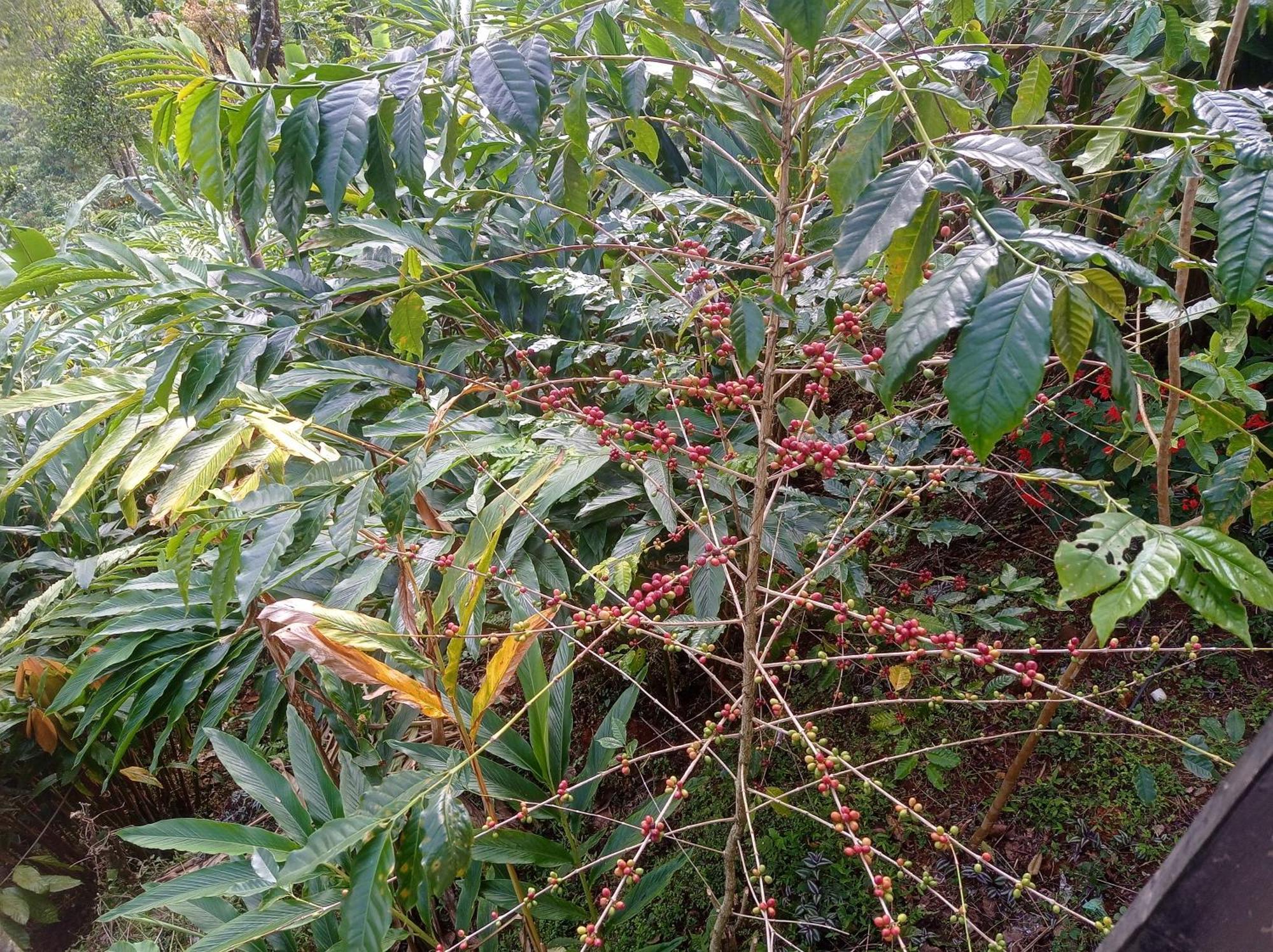Munnar Home Stay Teadrops Plantation Villa Екстериор снимка